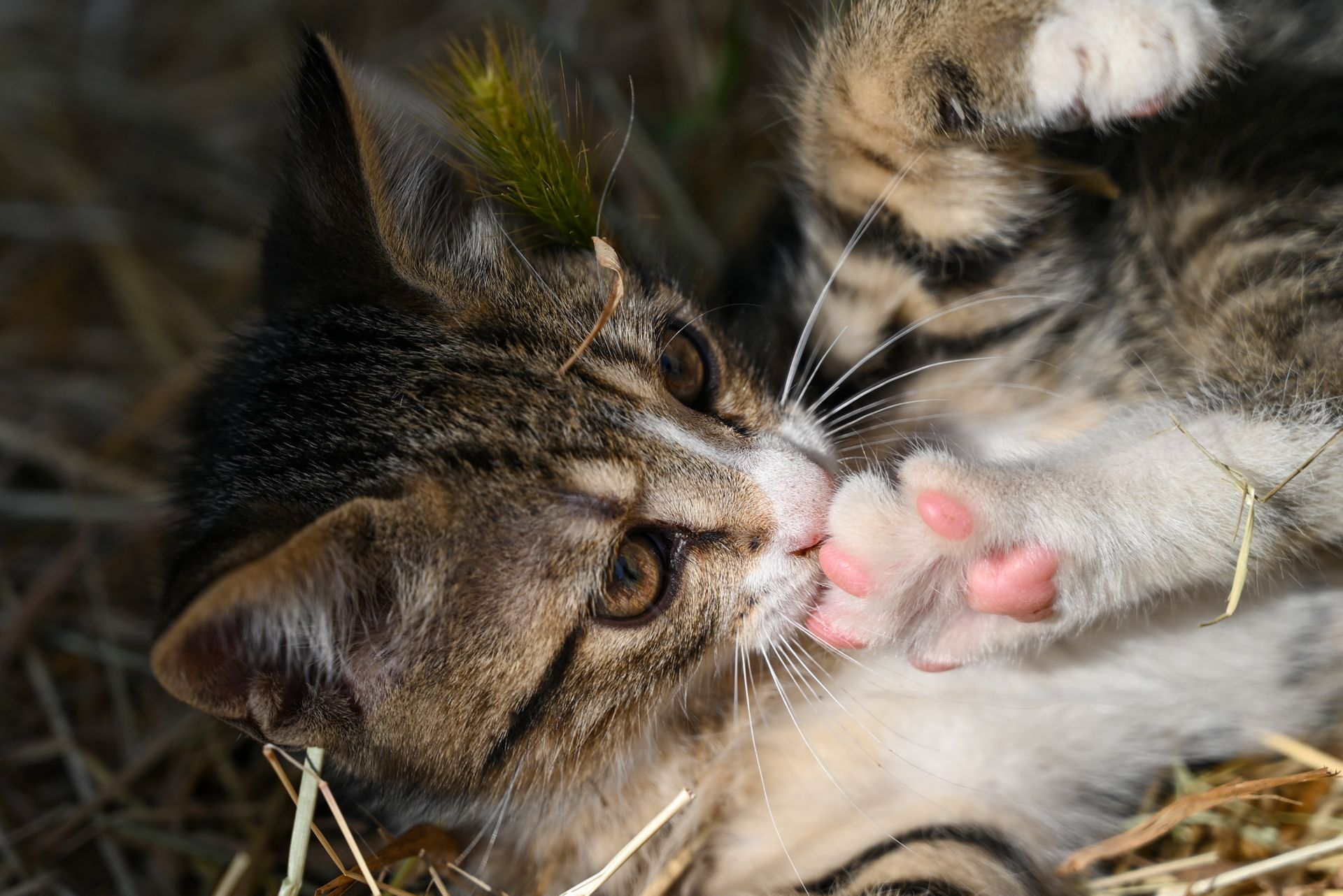 Adorable tabby kitten lies on hay, playfully nibbling its paw in sunlight. Perfect pet moment.