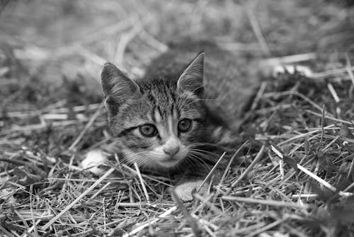 Portrait of a Cute Kitten Lying on Hay