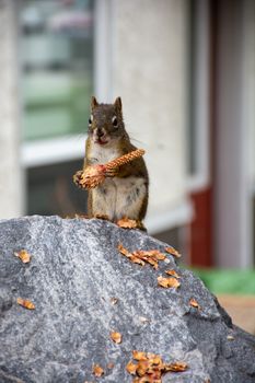 A close-up of a squirrel holding a pinecone on a stone in Banff, Canada. Perfect for wildlife photography enthusiasts.