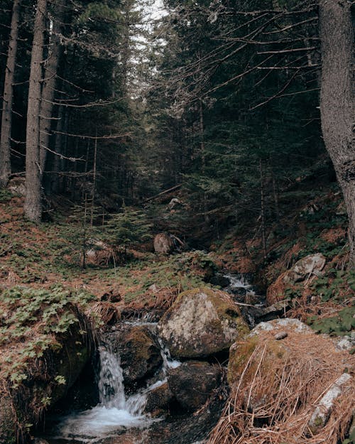 Stream in Evergreen Forest