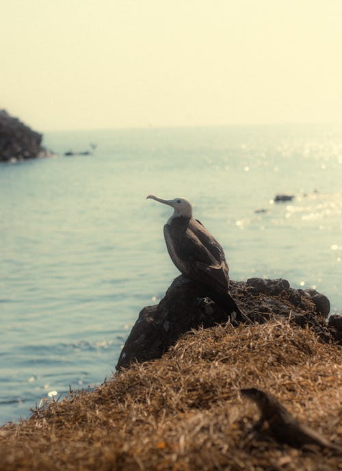 Cormorant on Sea Shore