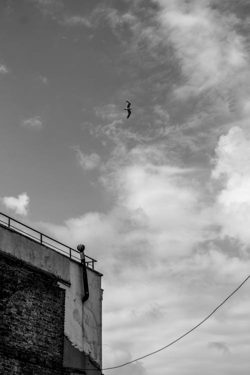 Immagine gratuita di animale, bianco e nero, cielo