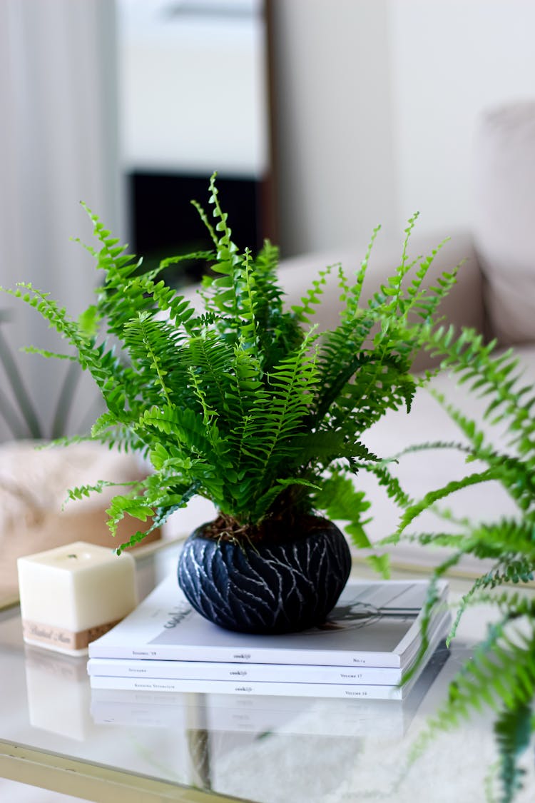 Fern In Flowerpot