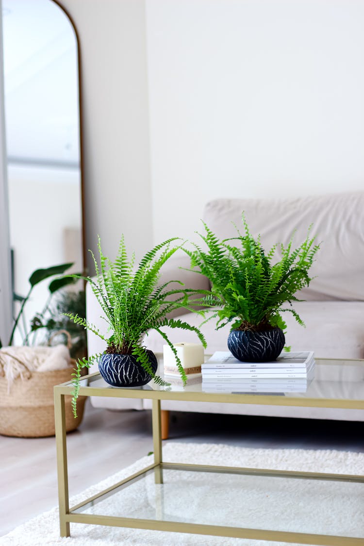 Fern In Flowerpots On Table