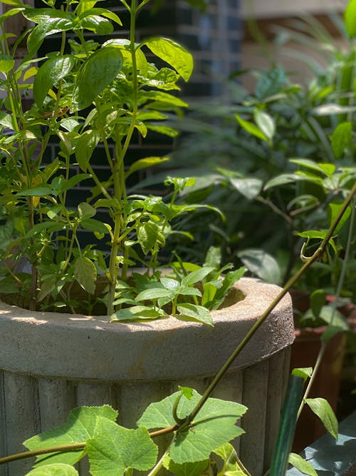 Foto stok gratis hijau terang, homeplant, kebun raya
