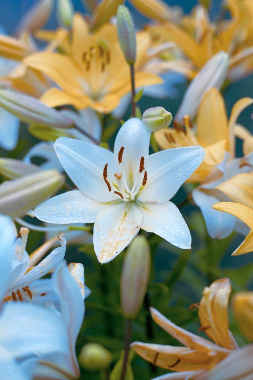 Close-up of White and Yellow Lilies 