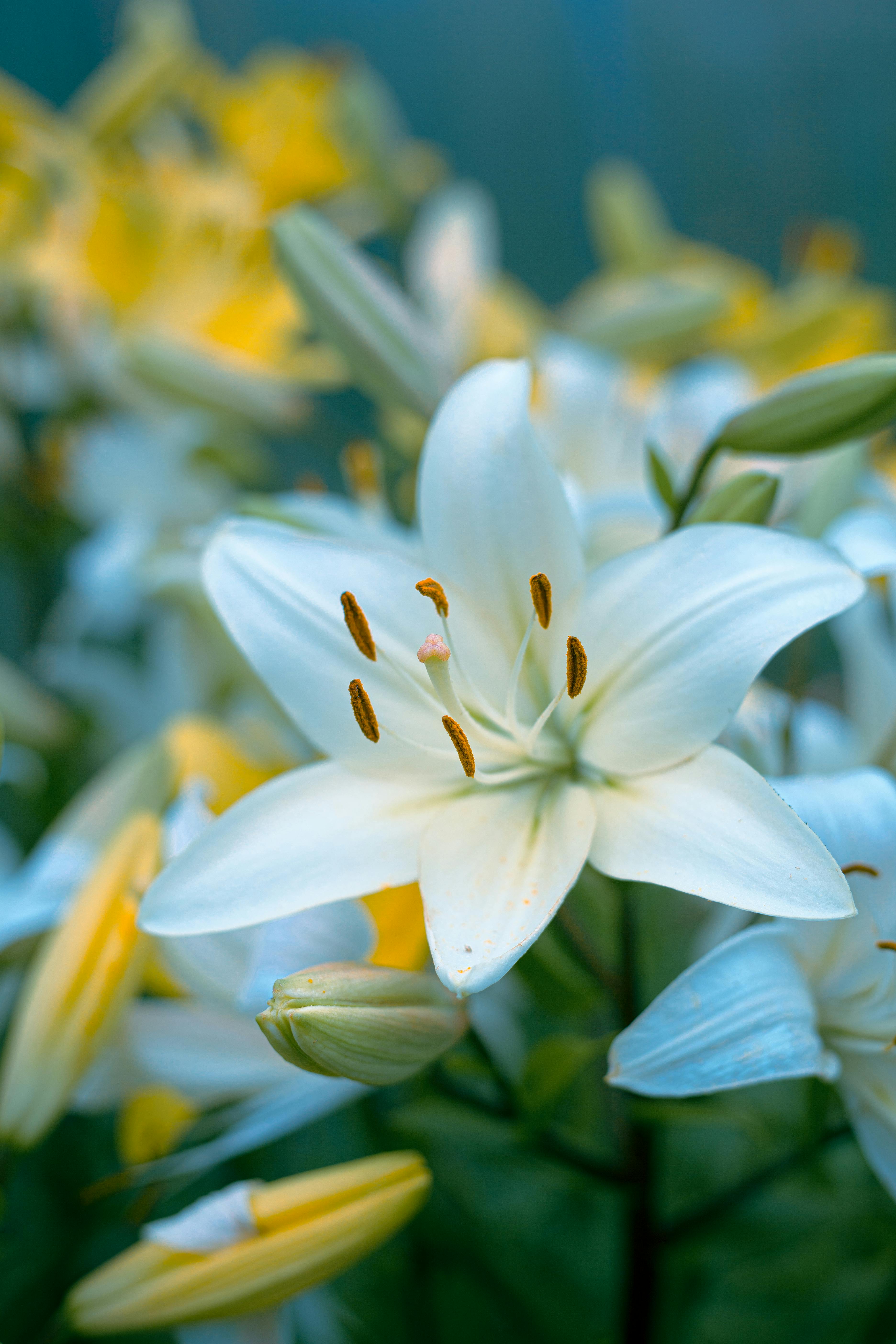 A vibrant close-up of a blooming white lily surrounded by lush greenery.