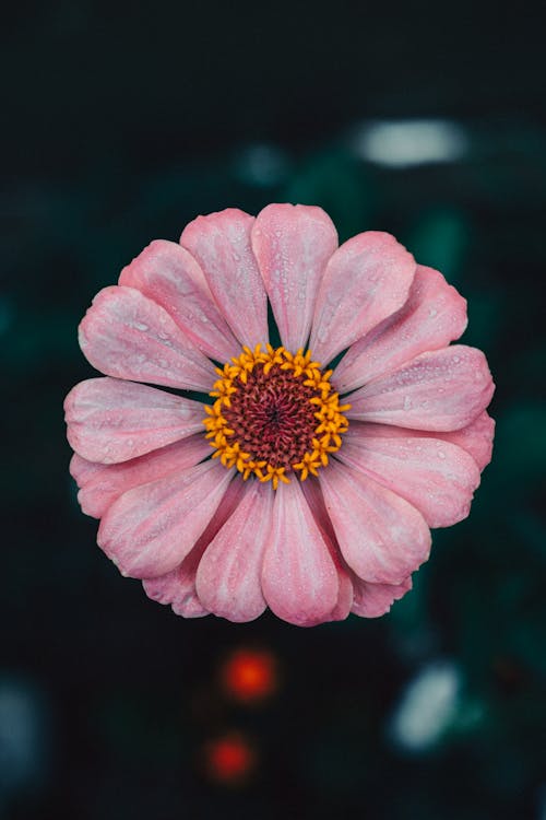 밝은, 백일초, 분홍색의 무료 스톡 사진