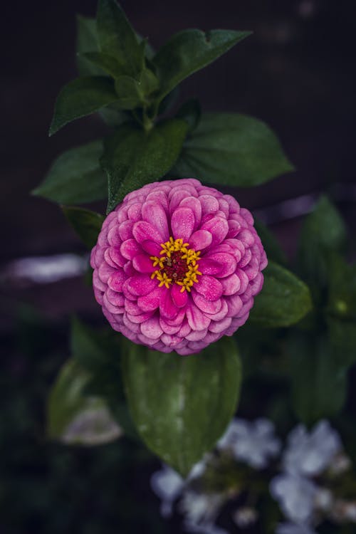 밝은, 백일초, 분홍색의 무료 스톡 사진
