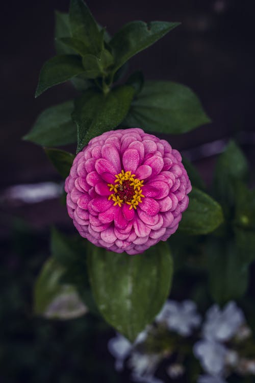 Close-up of a Pink Zinnia Growing in the Garden 