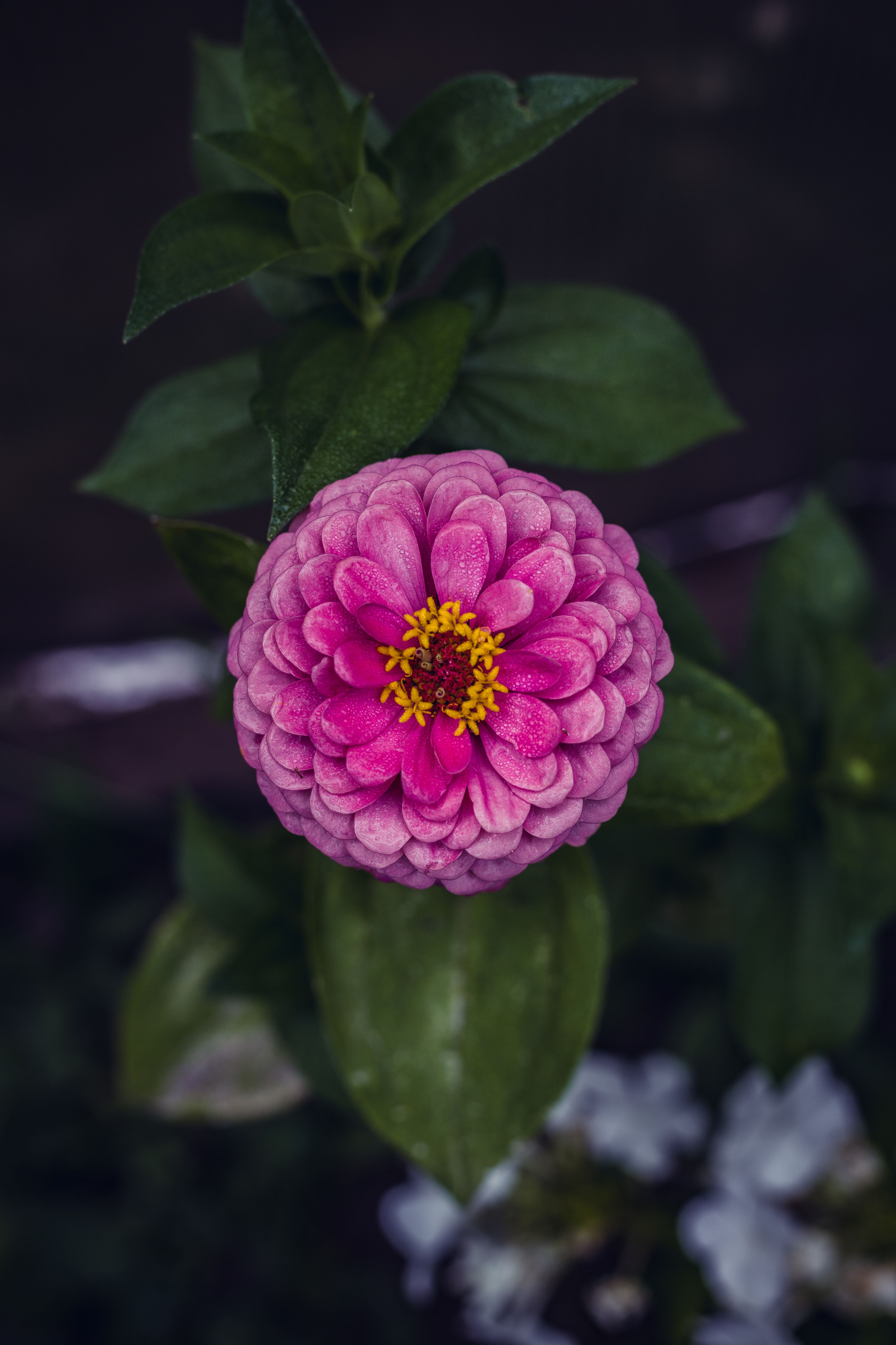 Close-up of a Yellow Cosmos Flower · Free Stock Photo