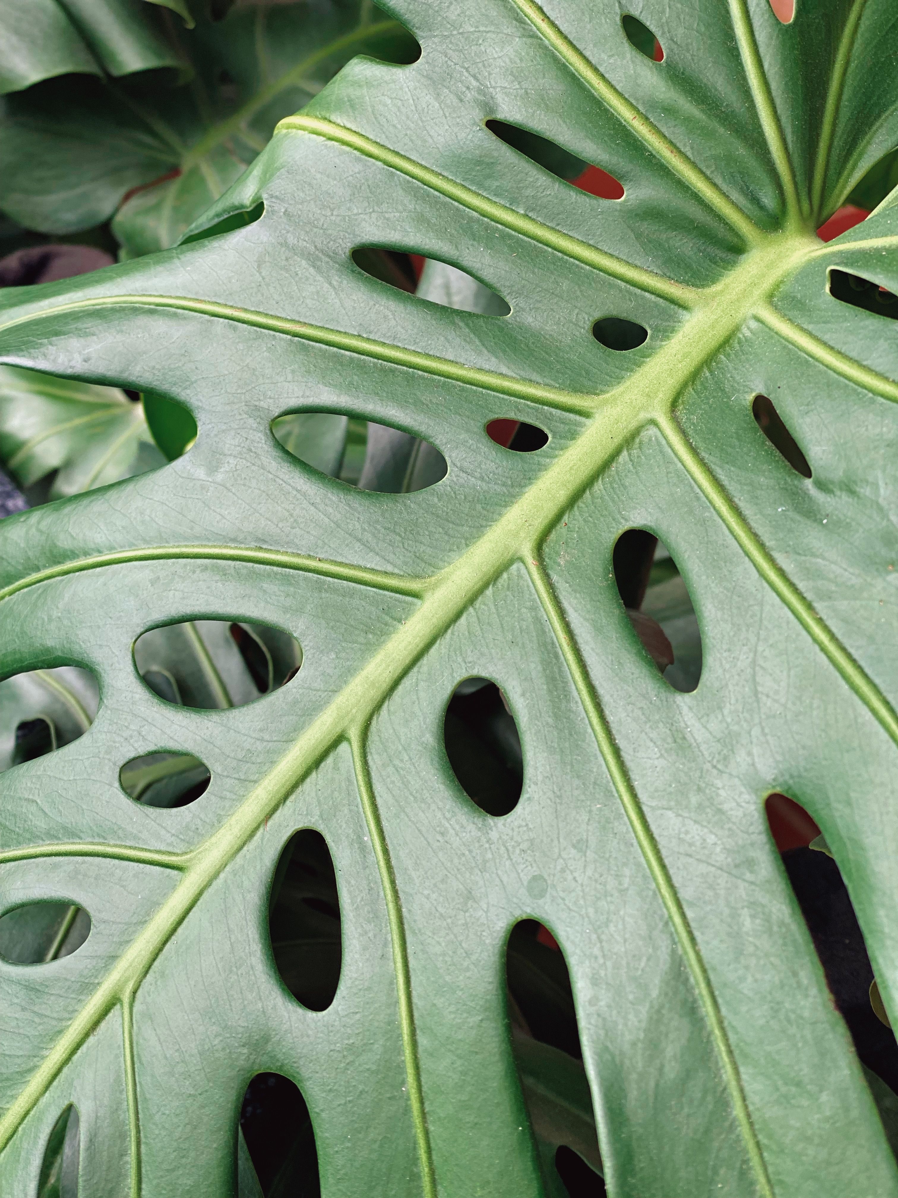 monstera peru for sale Monstera 'Peru' main image 0