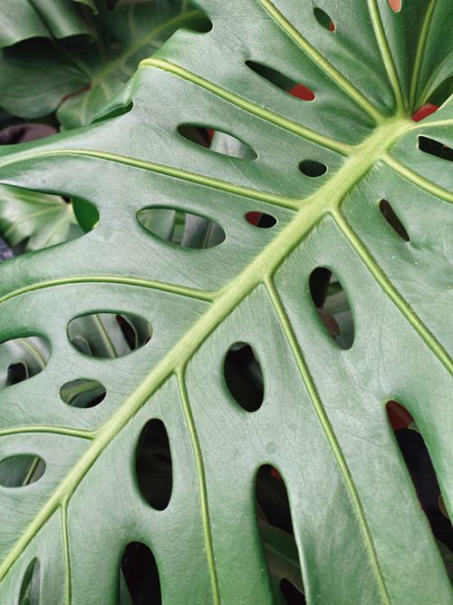 Free Detailed view of a green Monstera leaf showcasing its unique perforated pattern. Stock Photo