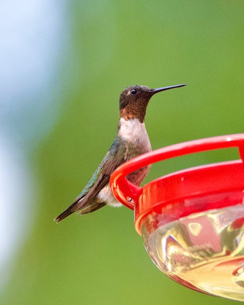 Hummingbird Perching on a Feeder