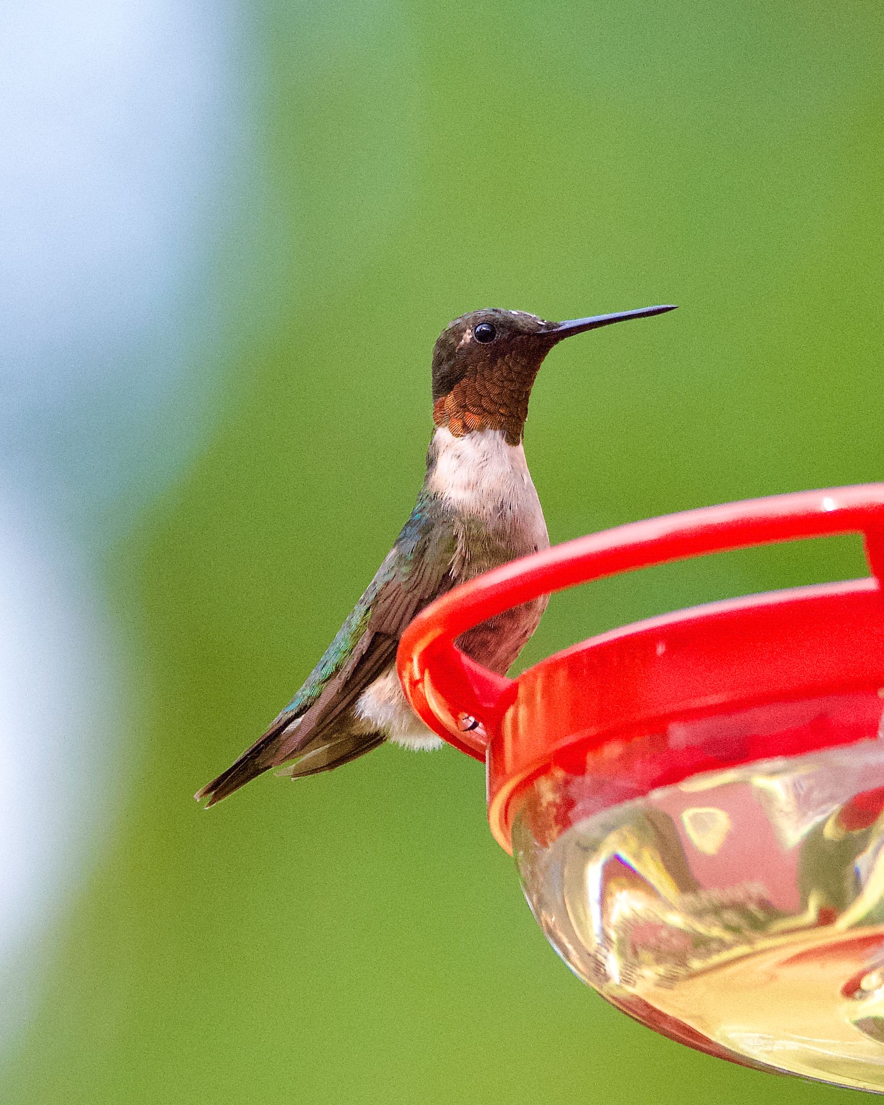 Ruby-throated hummingbird perched on a red feeder outdoors
