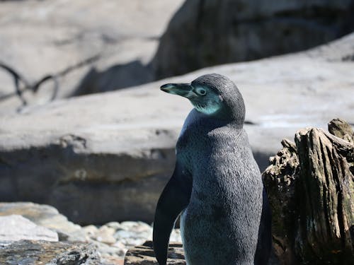 ガラパゴスペンギン, セレクティブフォーカス, 動物の写真の無料の写真素材