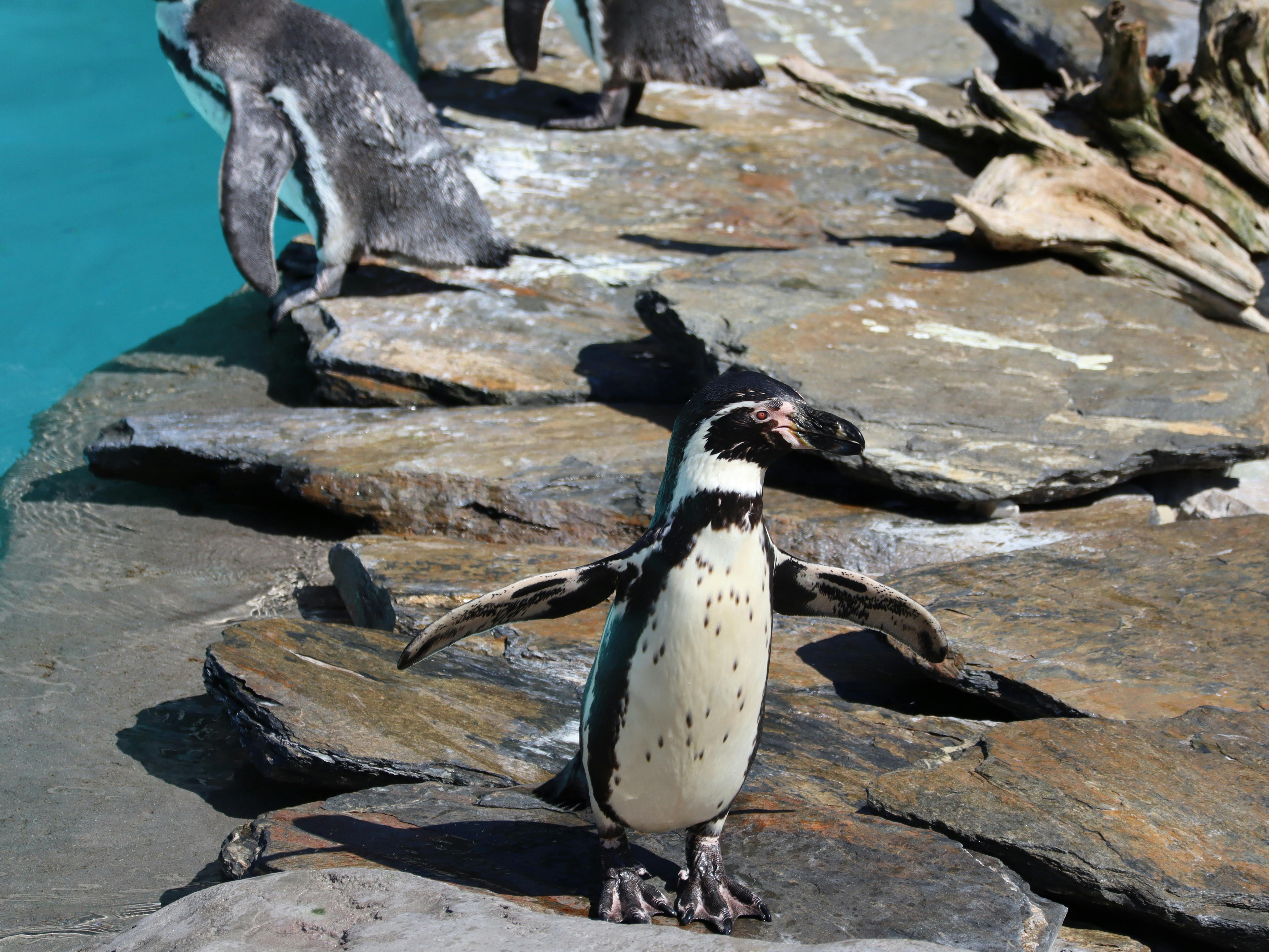 Humboldt Penguins In The Zoo Enclosure · Free Stock Photo