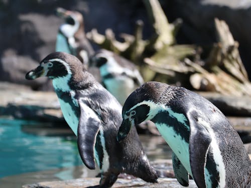 Δωρεάν στοκ φωτογραφιών με επιλεκτική εστίαση, πιγκουίνοι, πουλιά