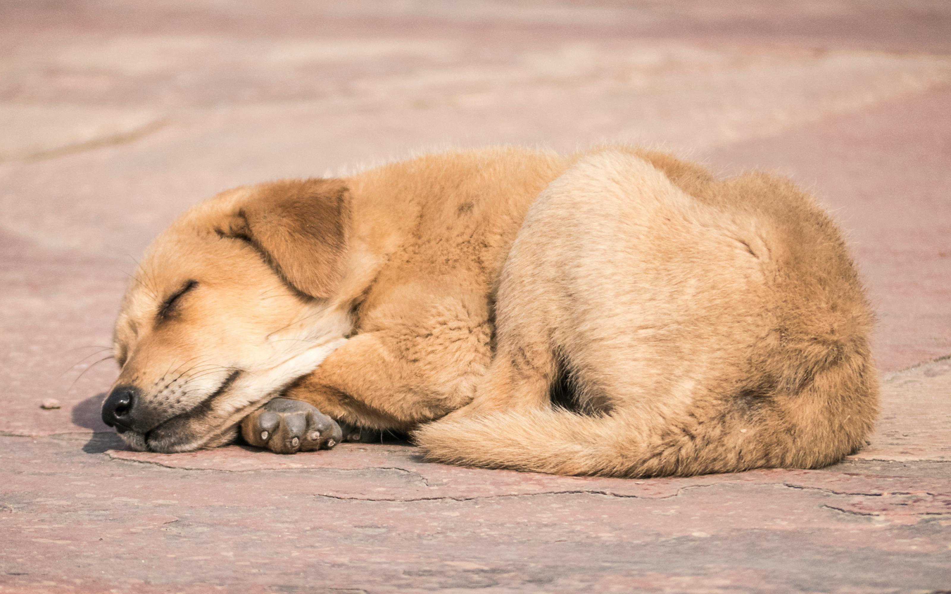 Foto Stok Gratis Tentang Anjing Tidur