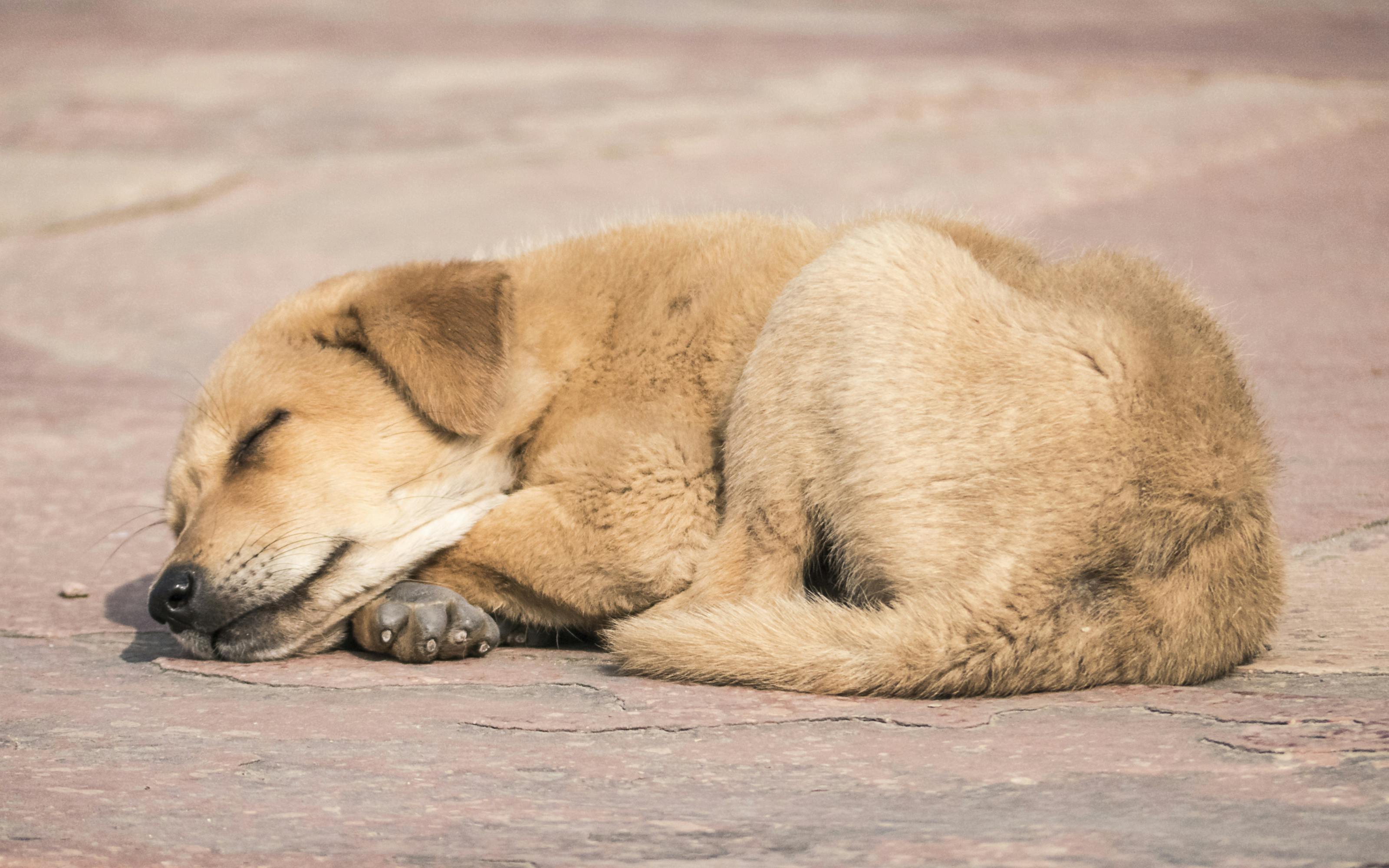 Free stock photo of sleeping dog