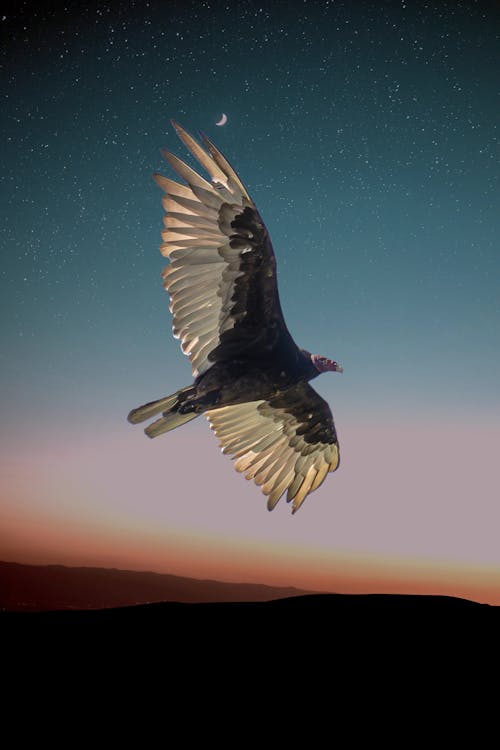 土耳其禿鷹, 日落, 星星 的 免費圖庫相片