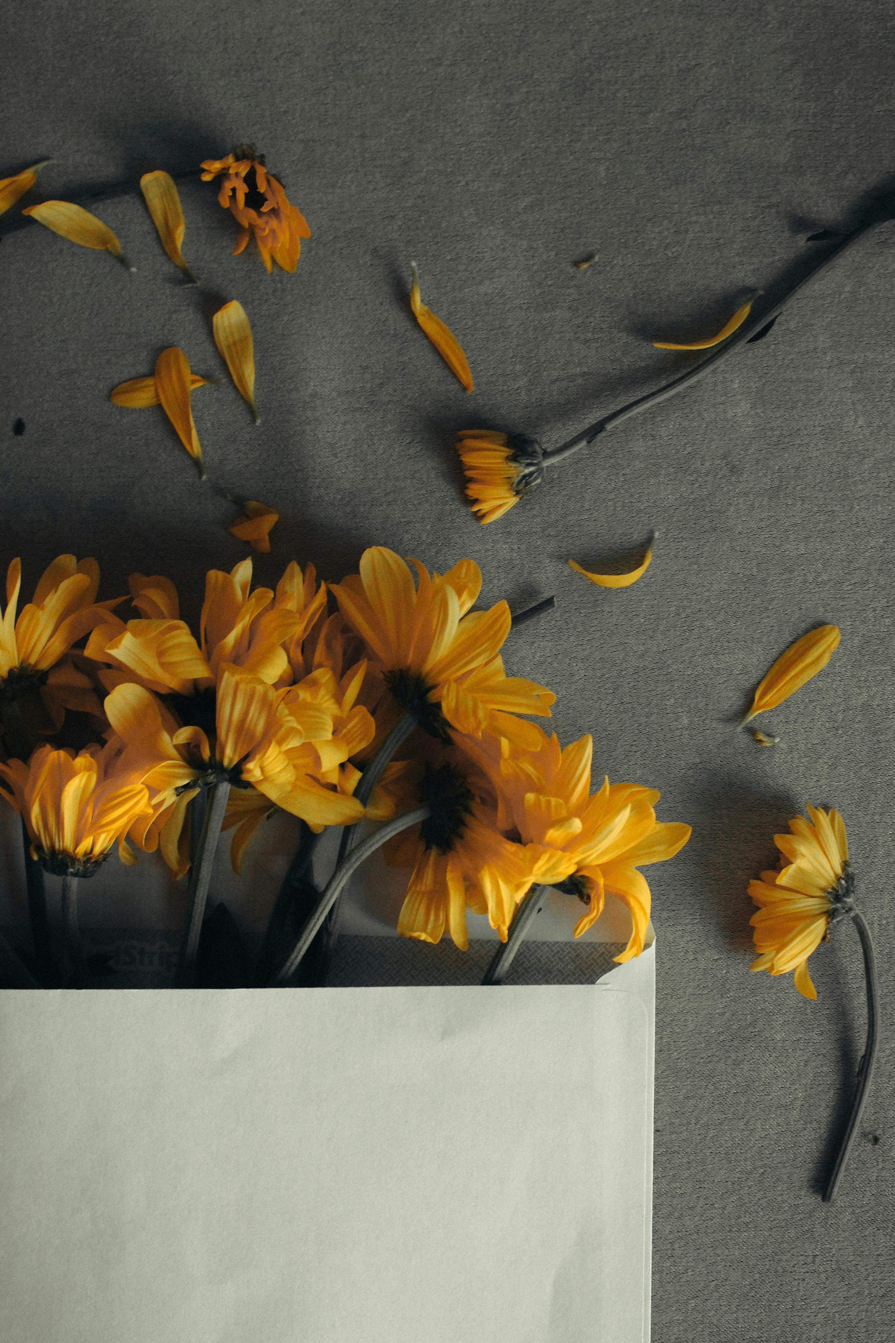 A bunch of vibrant yellow daisies in an envelope, surrounded by scattered petals on a neutral background.