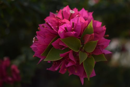 Foto d'estoc gratuïta de enfocament selectiu, flor, fresc