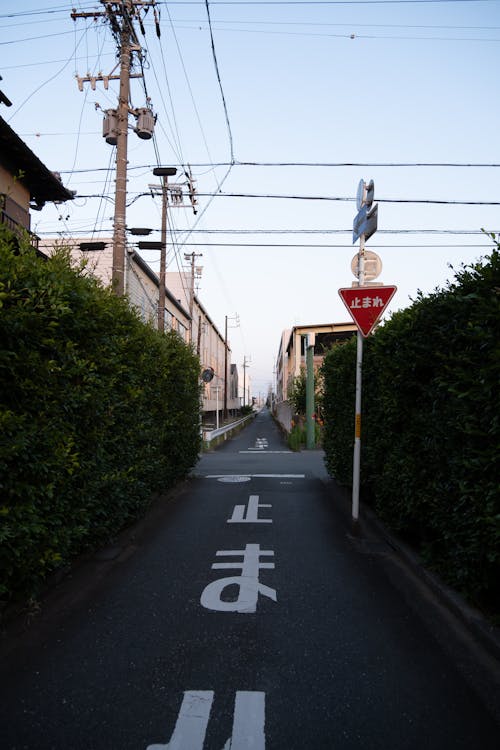 Narrow Street Between Green Hedges in Tokyo