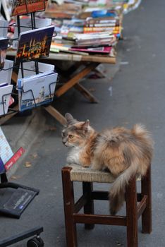 A fluffy cat lounges on a stool surrounded by postcards on a city street.