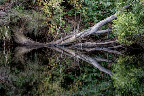 Old Fallen Tree Reflecting in Placid Lake Water