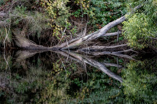 Foto stok gratis air, alam, danau