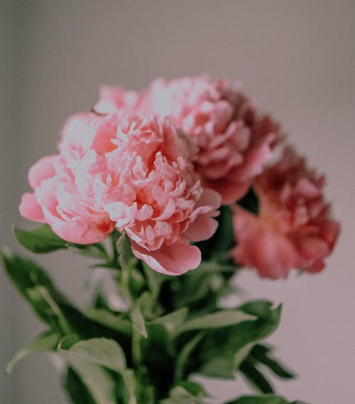 Gratis arkivbilde med blomster, blomsterblad, bukett