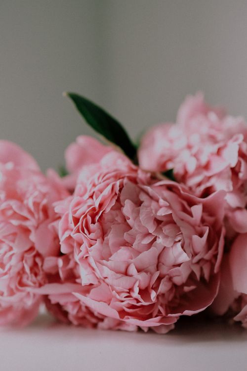 Free A beautiful close-up of blooming pink peonies with lush petals, captured in soft lighting. Stock Photo