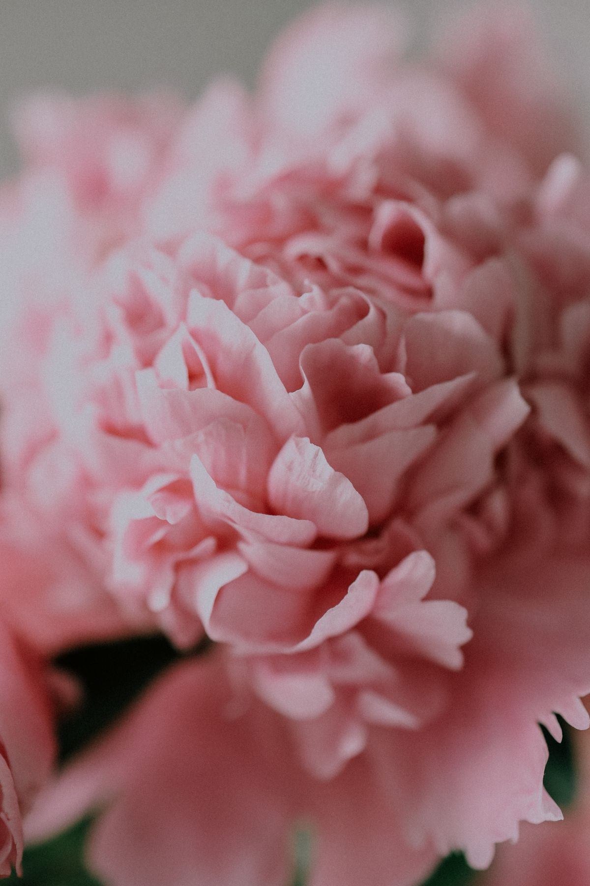 A single soft pink peony in gentle bloom
