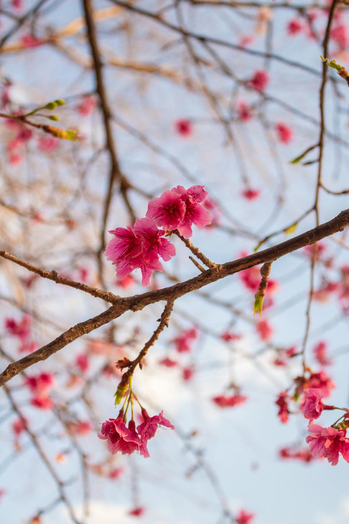 Угольный мангал с шампурами на природе