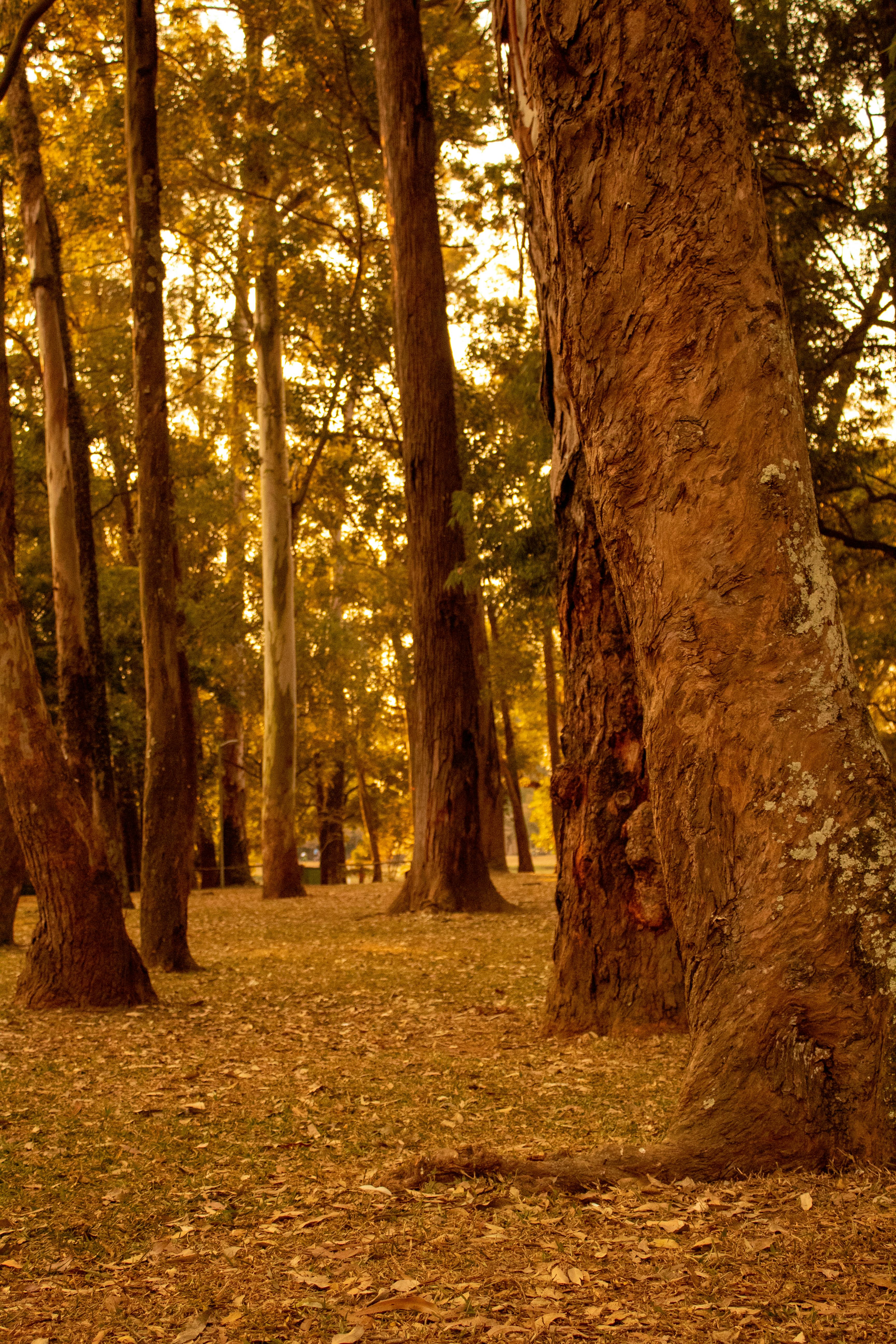 A tranquil forest scene with tall trees in autumn, captured with warm golden tones.