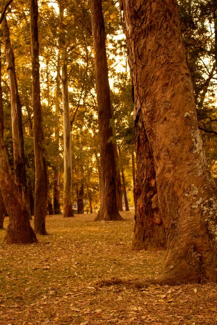 A tranquil forest scene with tall trees in autumn, captured with warm golden tones.