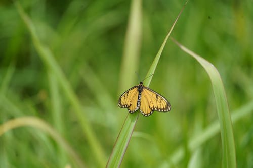 Butterfly on Grass Leaf