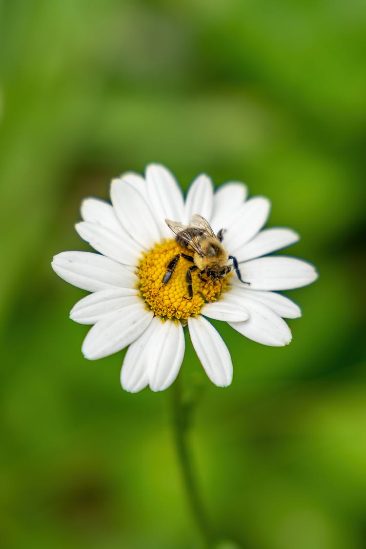 Bee On White Flower