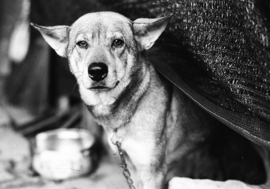 Ridley Scott's The Dog Stars Flops, and It Says Something About What Canadians Want to Watch