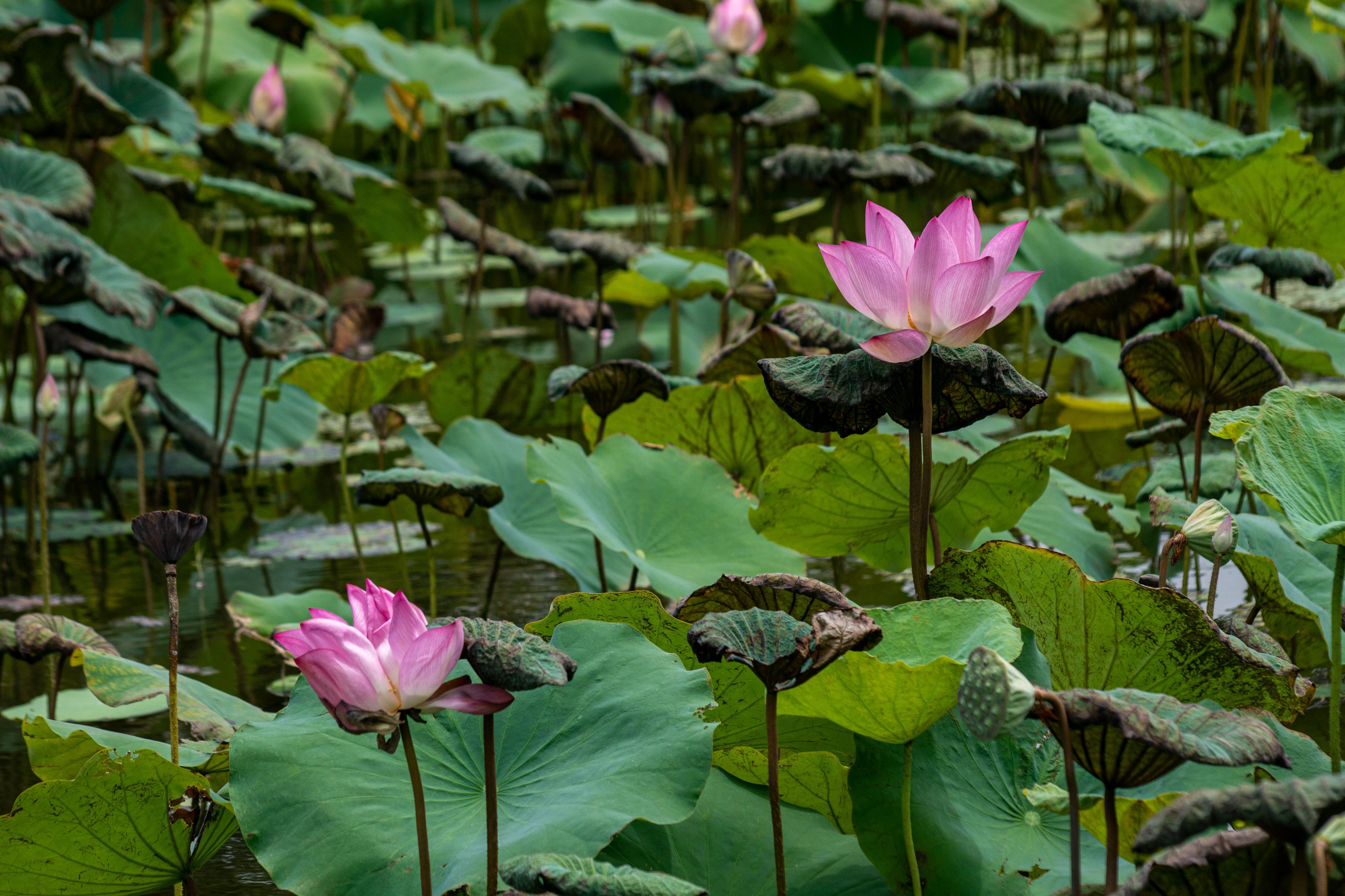 Lotus Wallpaper Photos, Download The BEST Free Lotus Wallpaper Stock ...