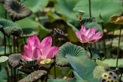 Lotus Flowers among Water Lilies