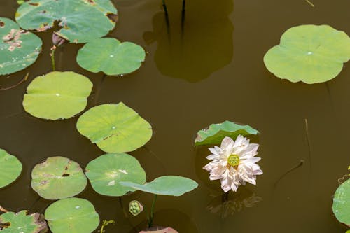 Immagine gratuita di acqua, fiore, fiore di loto
