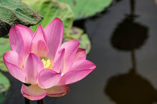 Close-Up Photo of a Pink Lotus Flower in a Pond