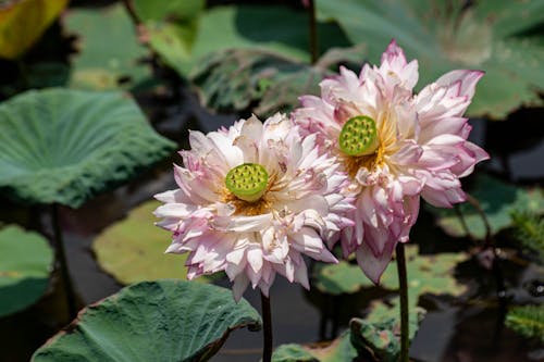 Pink Lotus Flowers