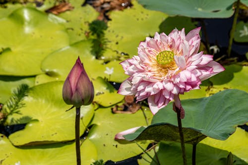Pink Lotus Flowers and Water Lilies