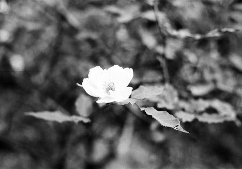 Imagine de stoc gratuită din alb, alb-negru, floare