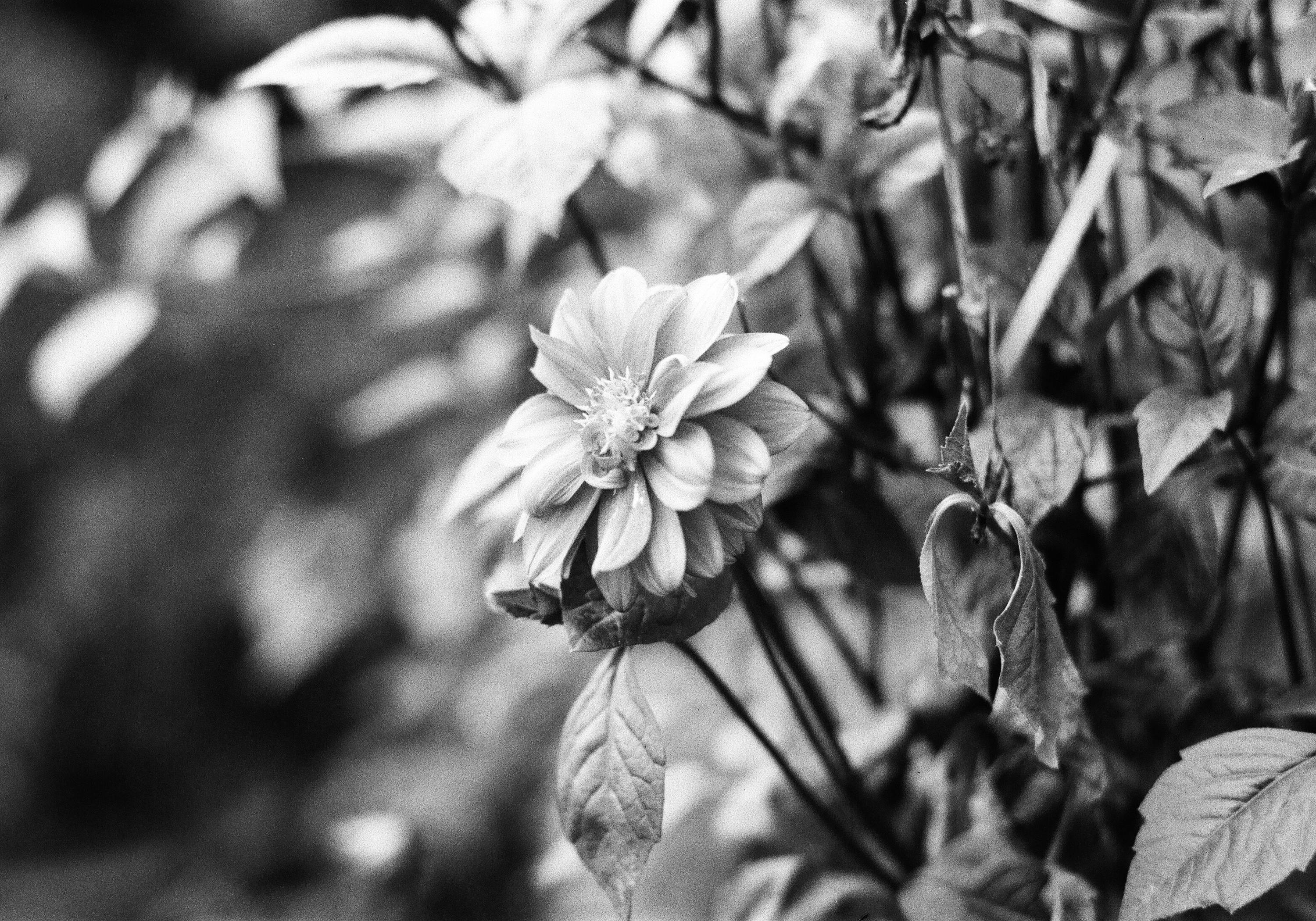 Artistic black and white close-up of a dahlia flower in focus with blurred leaves.