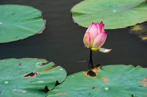 Immagine gratuita di acqua, fiore, fiore di loto