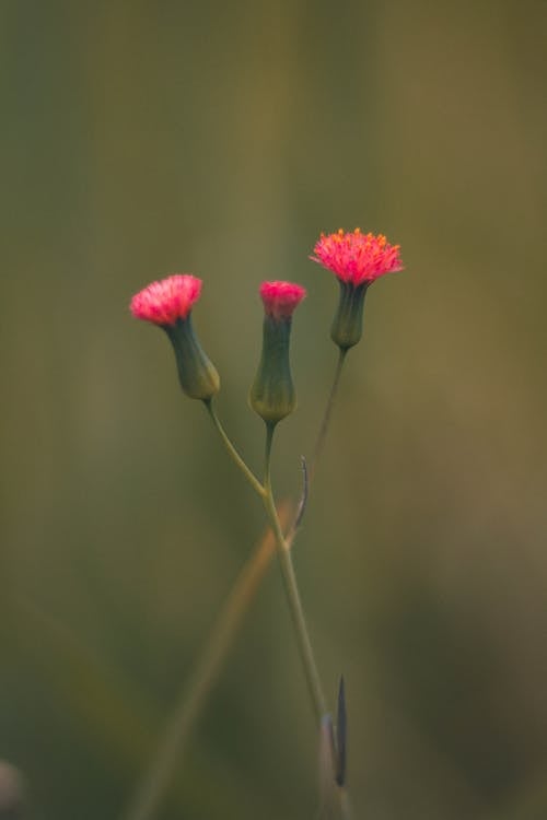 Photo Sélective De Trois Fleurs Roses